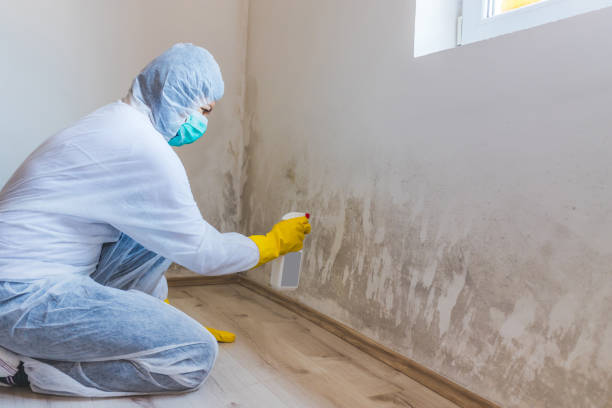 Licensed Mold Inspection service in Woodstock, VA - WQB Mold Removal