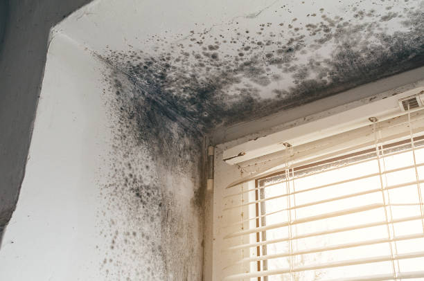 Affordable Mold Inspection solutions in Woodstock, VA