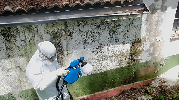 Top rated local Mold Inspection specialists in Woodstock, VA